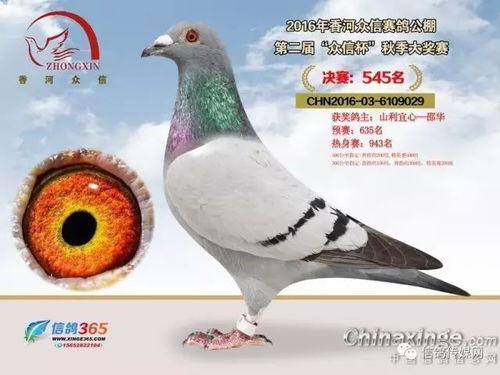 鸽子爆料打架视频大全最新,最新打架视频大全盘点  第2张